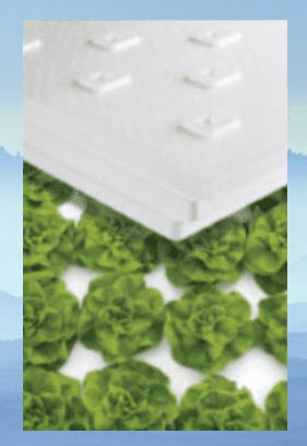 Lettuce boards lettuce rafts